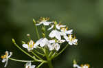 American umbrellaleaf